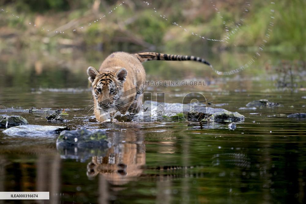 young siberian/bengal tiger,  (Panthera tigris altaica)