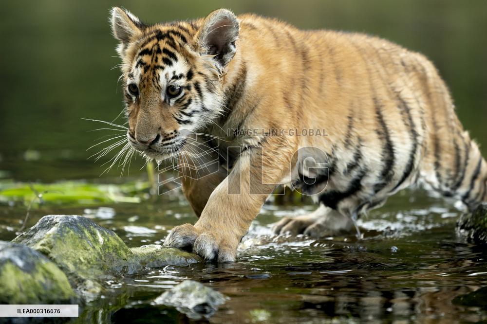young siberian/bengal tiger,  (Panthera tigris altaica)