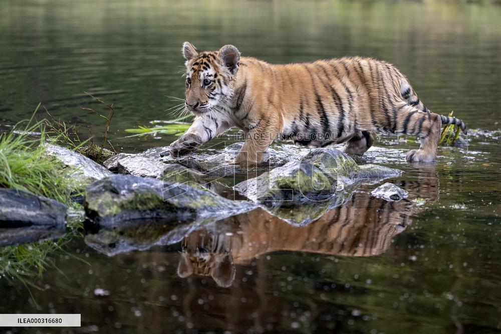 young siberian/bengal tiger,  (Panthera tigris altaica)