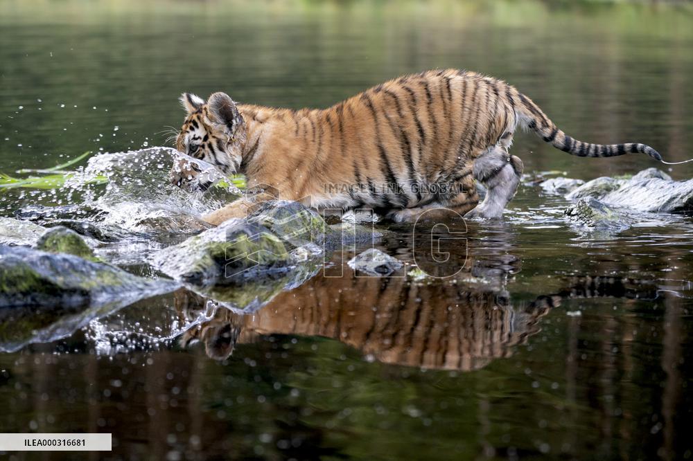 young siberian/bengal tiger,  (Panthera tigris altaica)