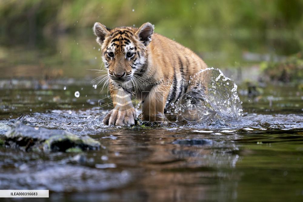 young siberian/bengal tiger,  (Panthera tigris altaica)