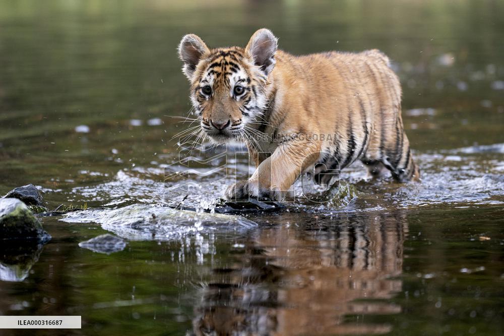 young siberian/bengal tiger,  (Panthera tigris altaica)