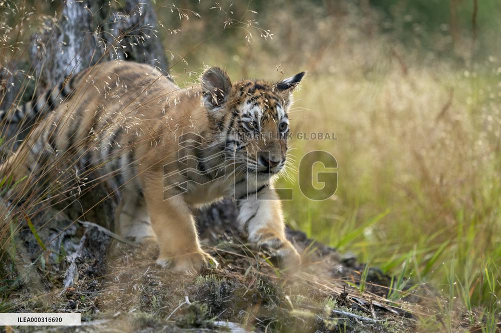 young siberian/bengal tiger,  (Panthera tigris altaica)