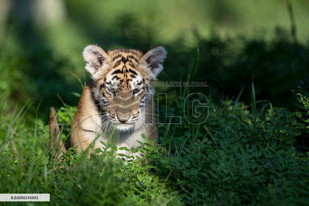 young siberian/bengal tiger,  (Panthera tigris altaica)