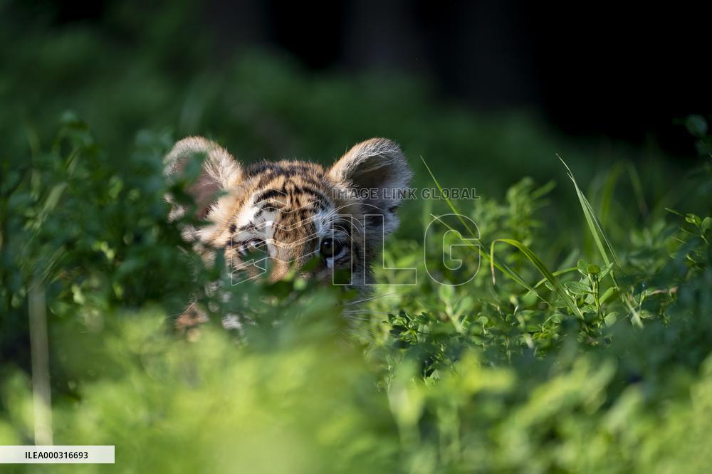 young siberian/bengal tiger,  (Panthera tigris altaica)