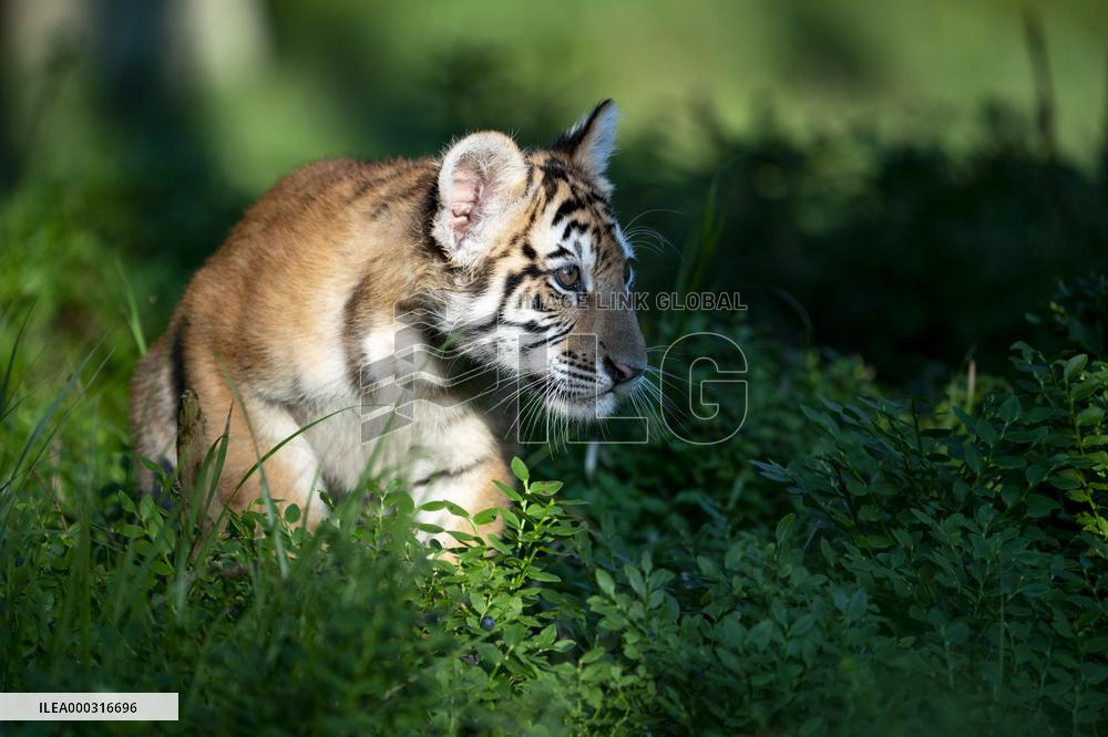 young siberian/bengal tiger,  (Panthera tigris altaica)