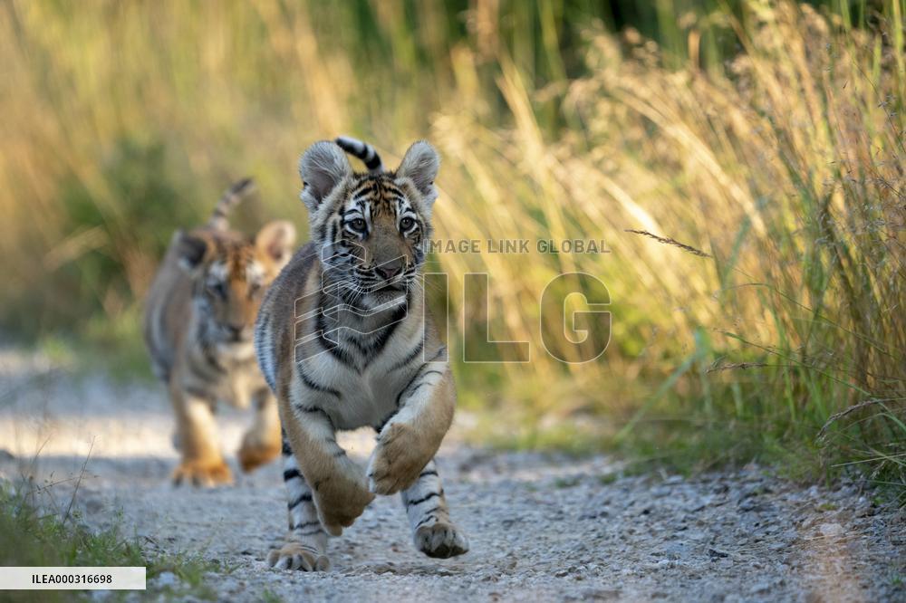 young siberian/bengal tiger,  (Panthera tigris altaica)