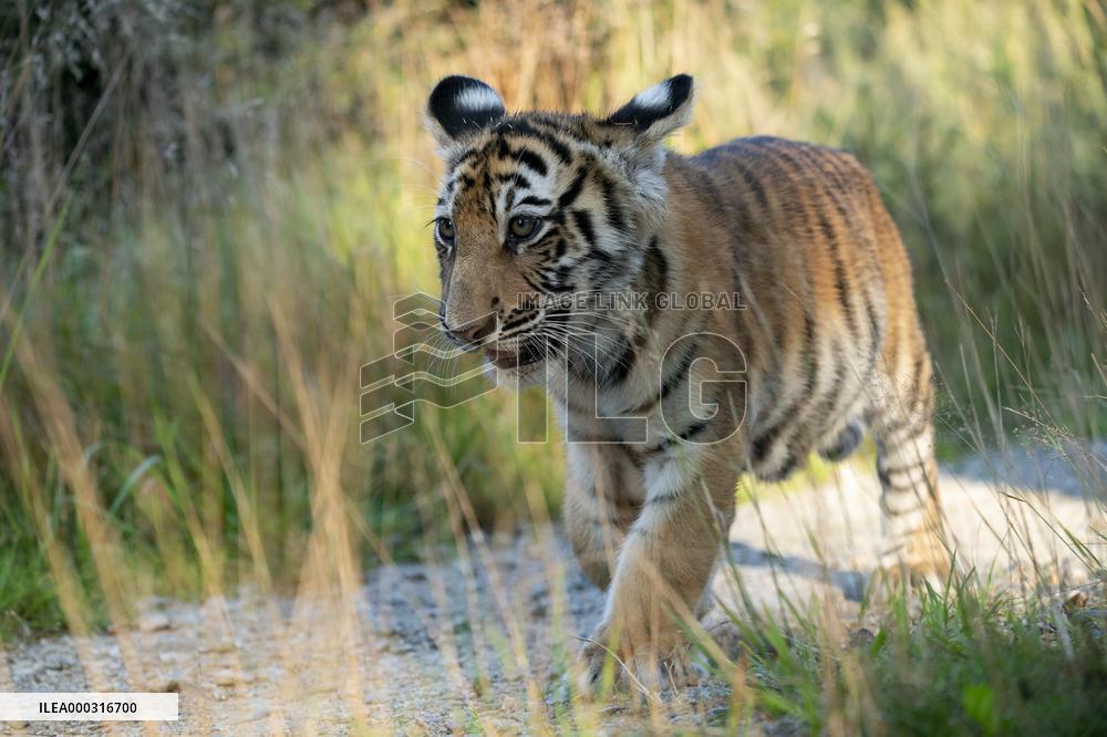 young siberian/bengal tiger,  (Panthera tigris altaica)