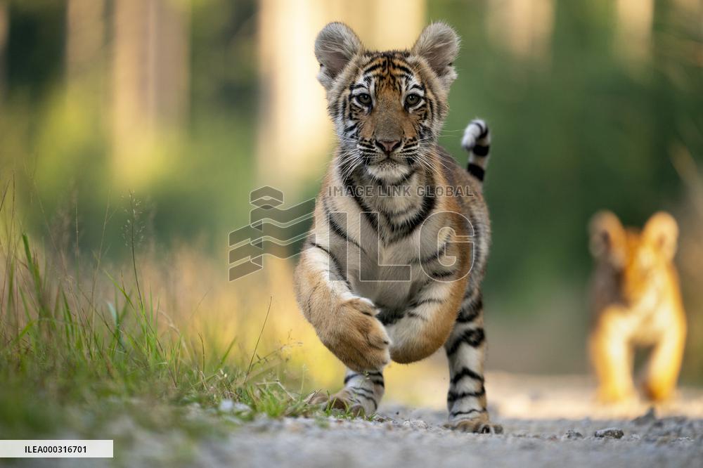 young siberian/bengal tiger,  (Panthera tigris altaica)