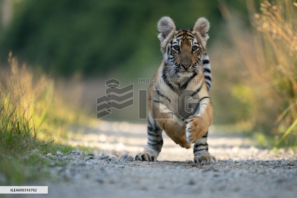 young siberian/bengal tiger,  (Panthera tigris altaica)