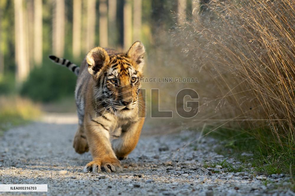 young siberian/bengal tiger,  (Panthera tigris altaica)