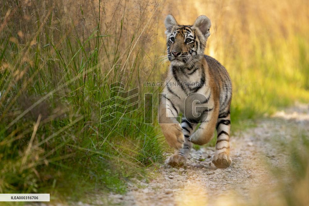 young siberian/bengal tiger,  (Panthera tigris altaica)