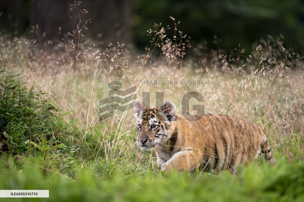 young siberian/bengal tiger,  (Panthera tigris altaica)