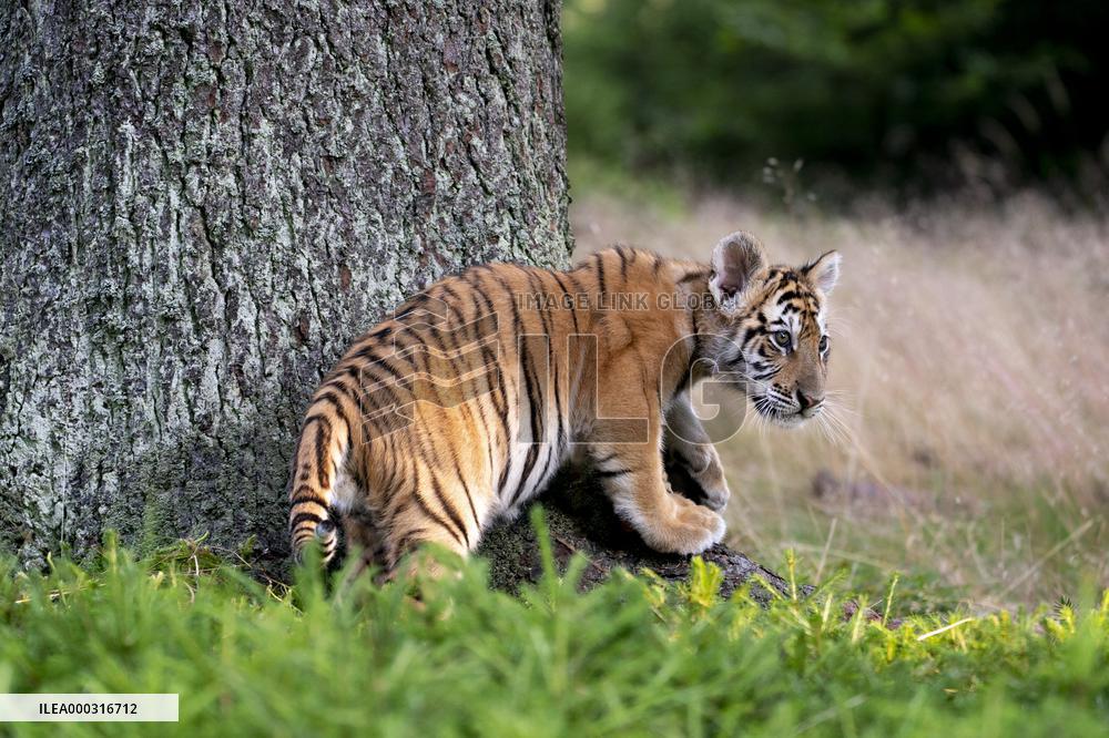 young siberian/bengal tiger,  (Panthera tigris altaica)
