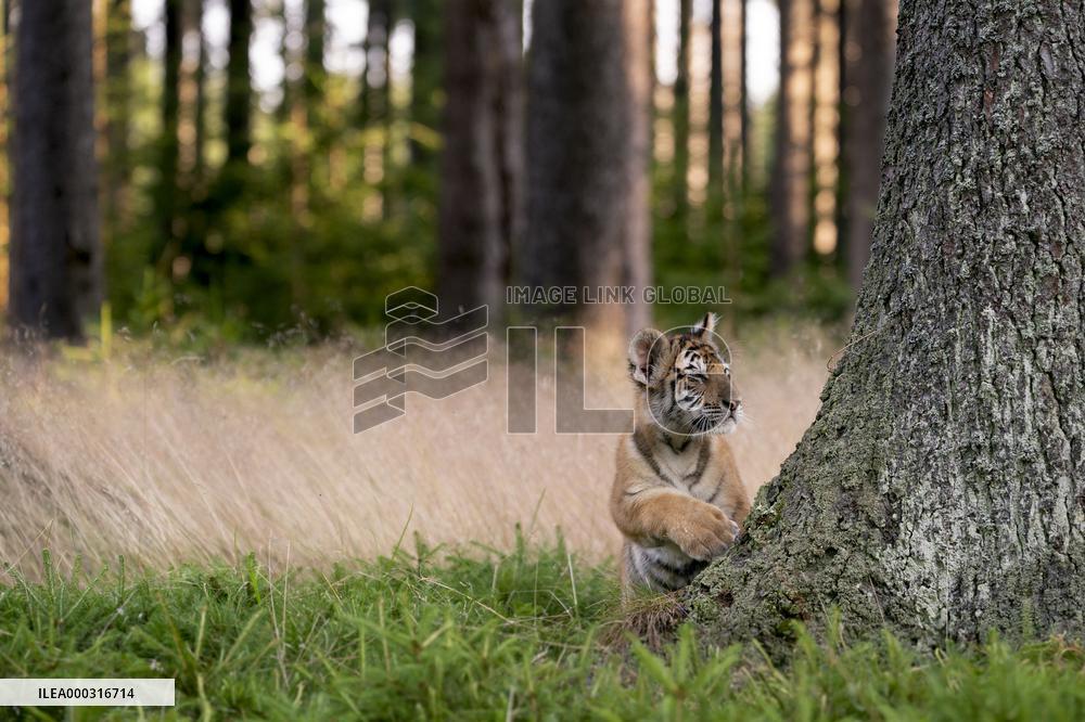 young siberian/bengal tiger,  (Panthera tigris altaica)