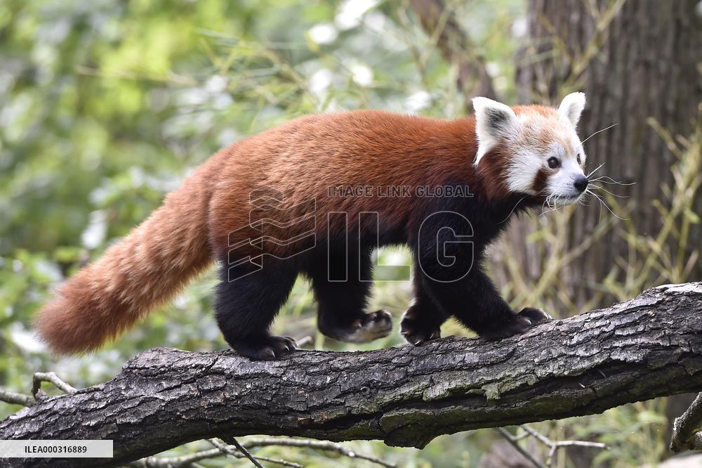 RED PANDA (AILURUS FULGENS)