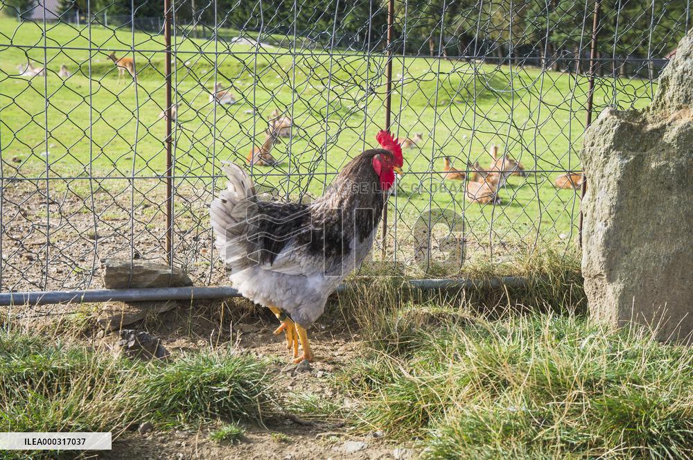 Pension Keply and Eco Farm Bilek, hen