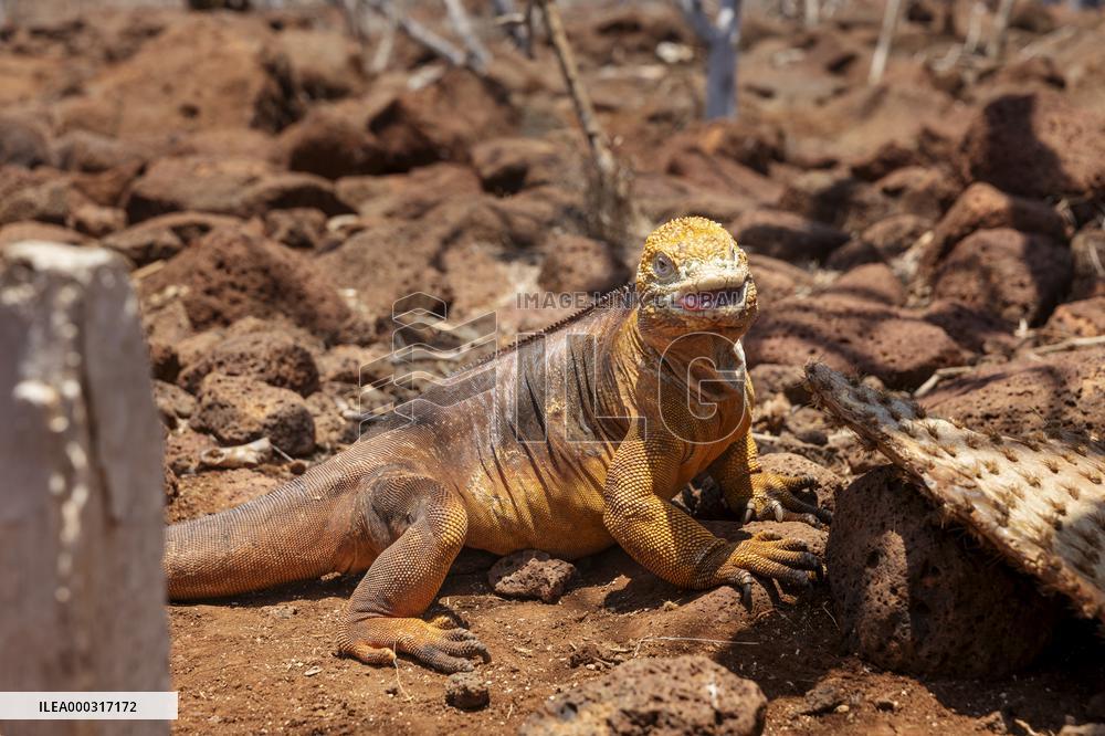 yellow galapagos land iguana on Saymour island.