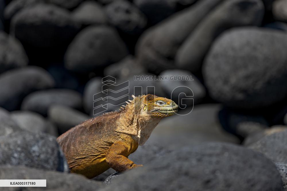 yellow galapagos land iguana on Saymour island.