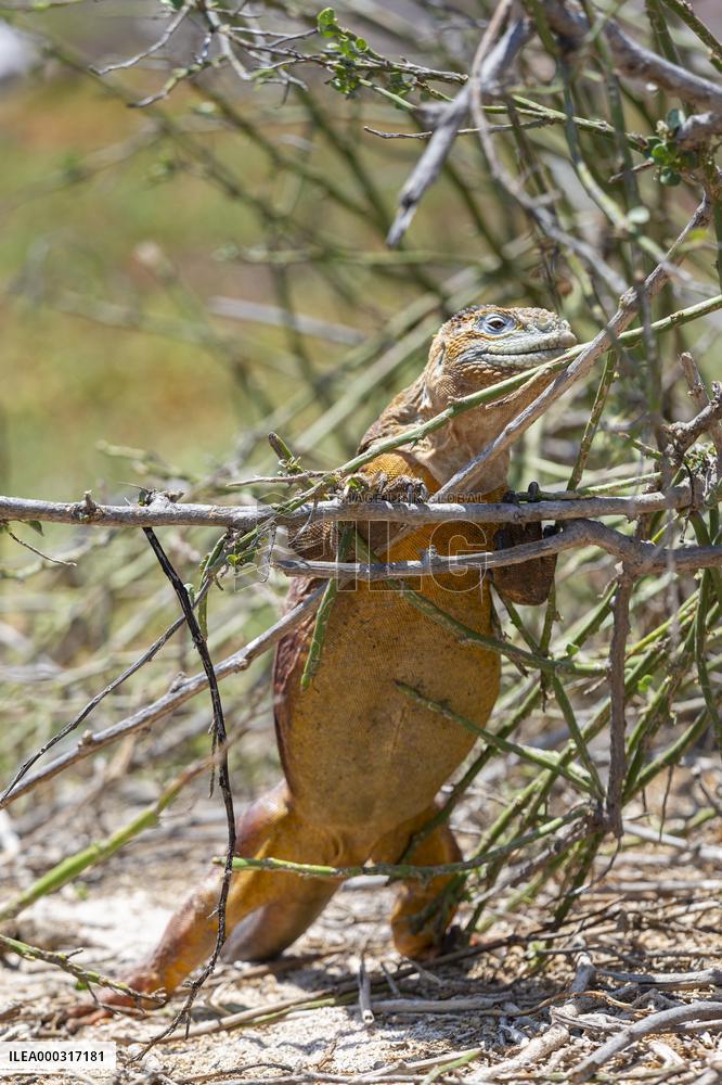 yellow galapagos land iguana on Saymour island.