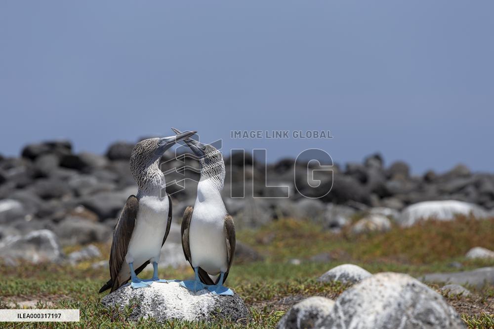 Blue-footed booby on north Seymour island of Galapagos