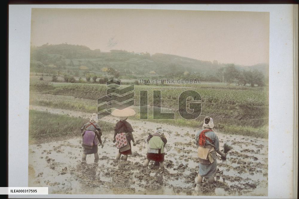 Rice planting