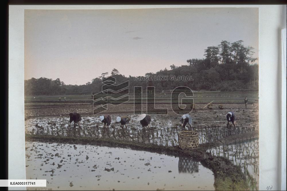Rice planting