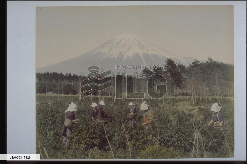 Mt. Fuji seen from a tea field