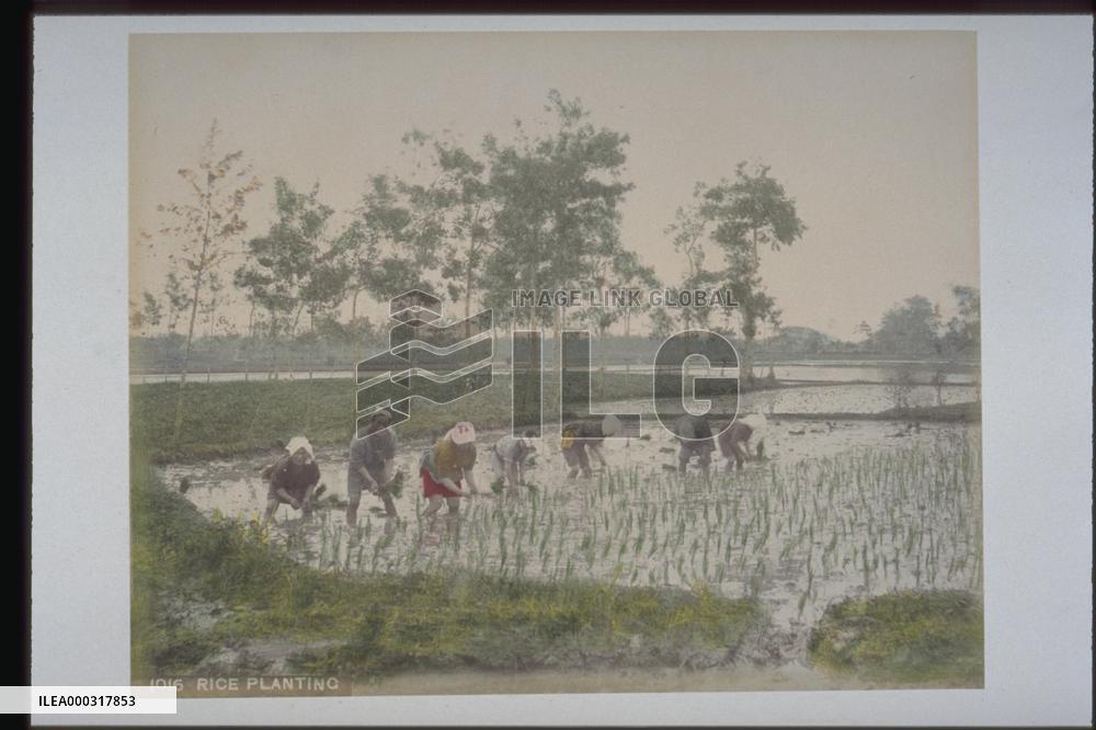 Rice planting