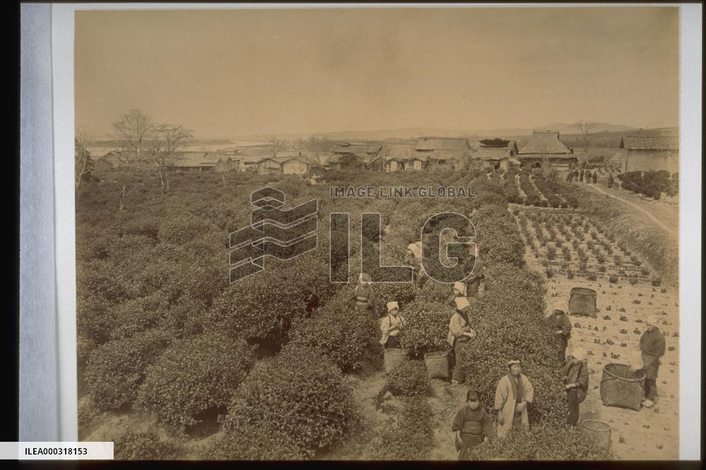 Tea picking
