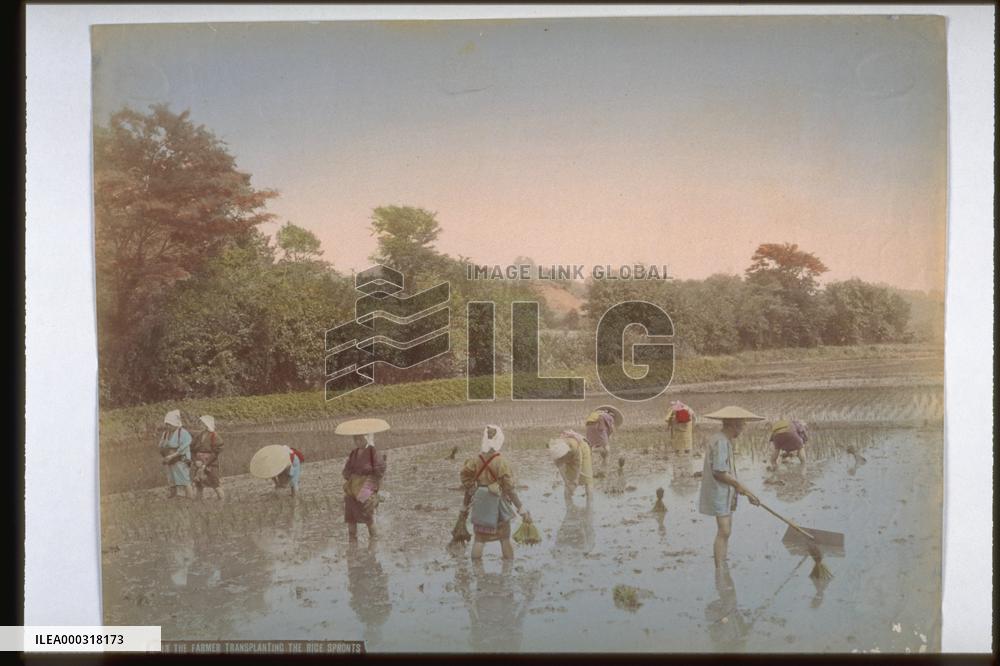Rice planting