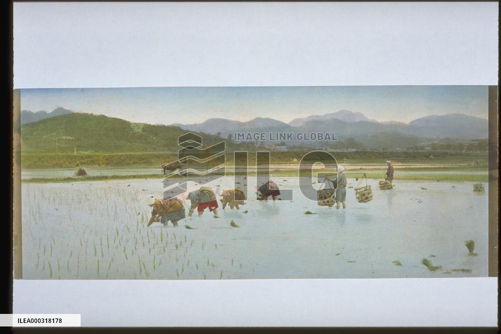 Rice planting