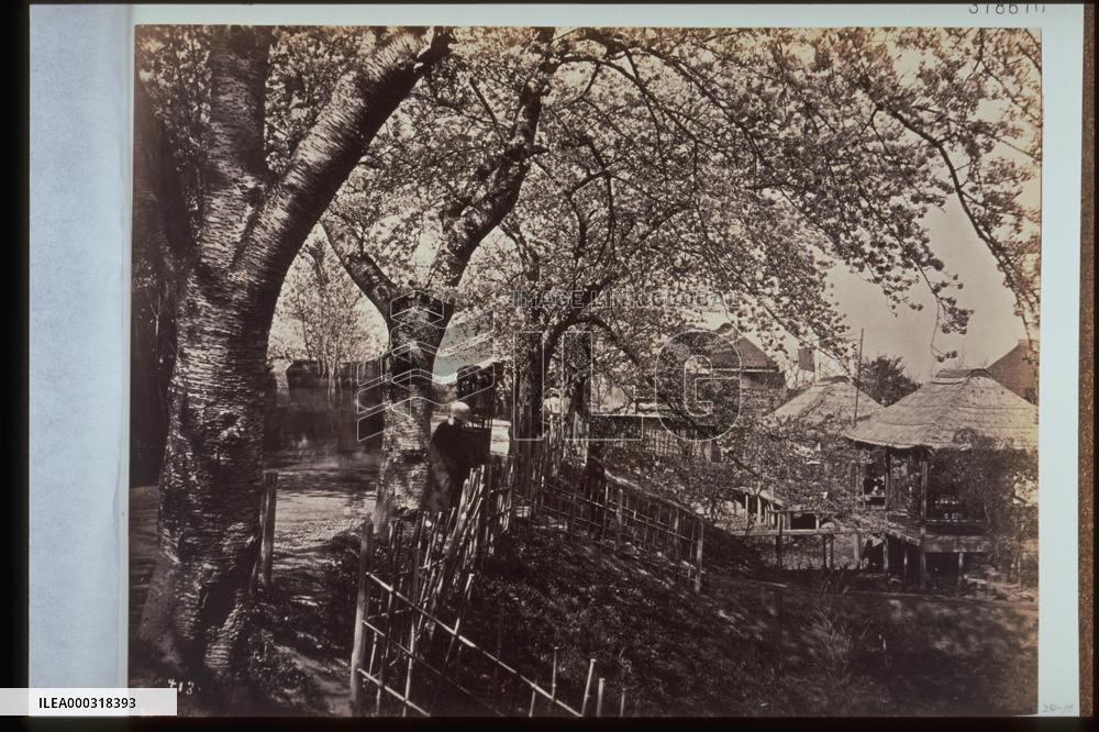 A teahouse for hanami,flowerviewing