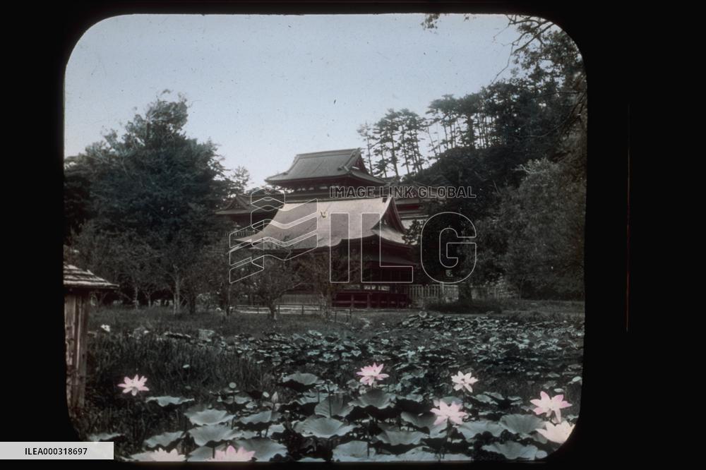 A lotus pond at Tsurugaoka Hachimangu Shrine