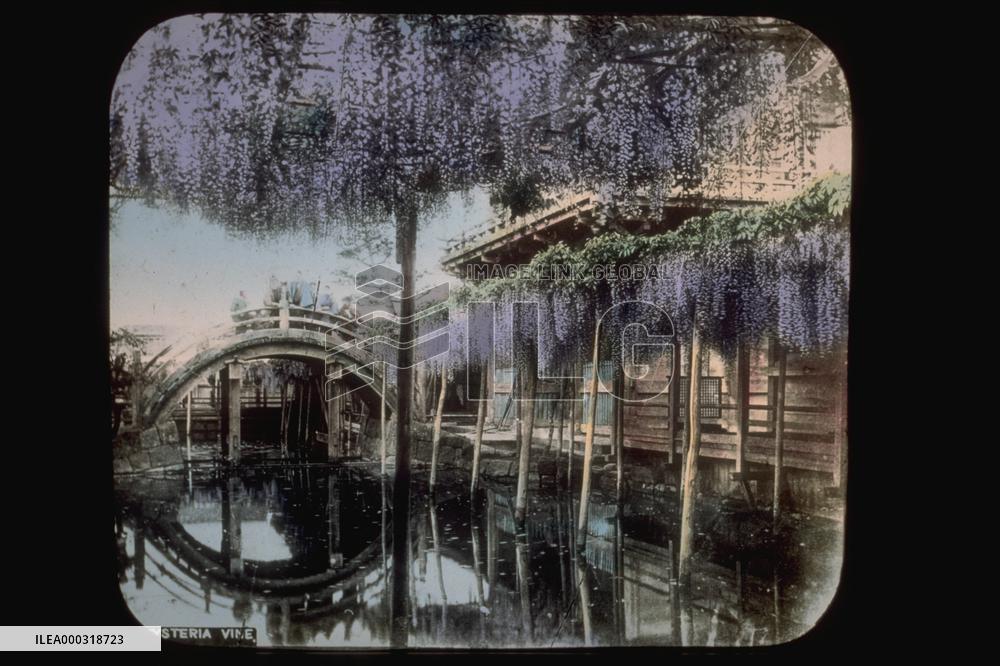 A wisteria trellis at Kameido Shrine