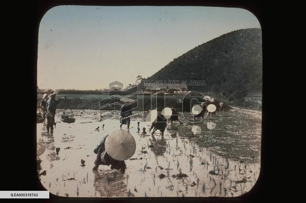 Rice planting