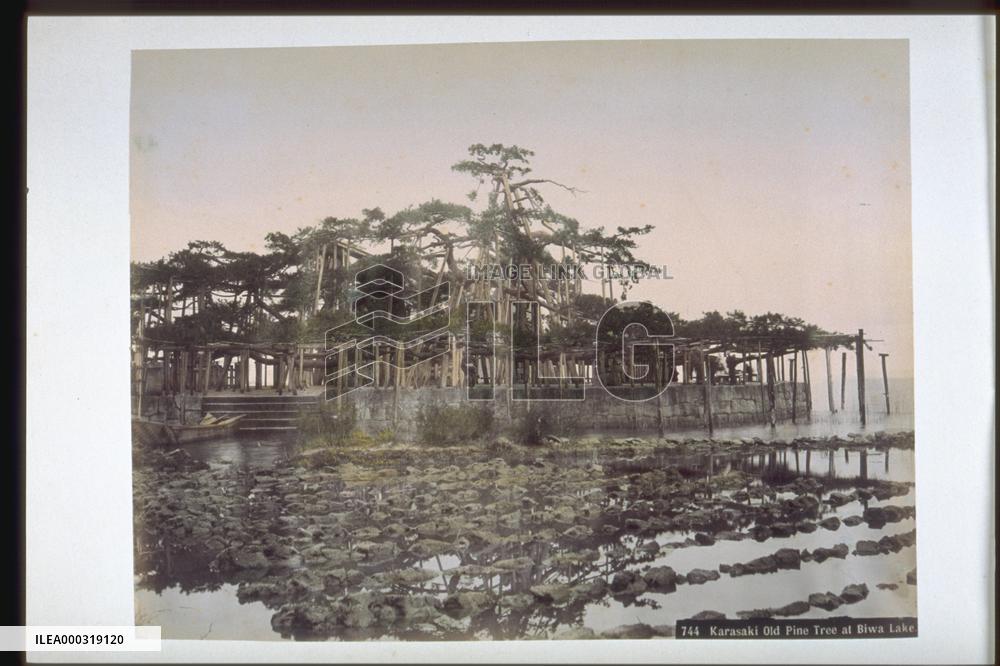 Pine trees at Karasaki,Lake Biwa