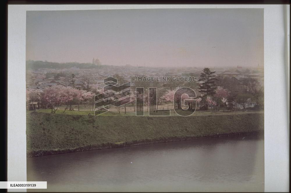 Cherry trees at Kudanzaka slope