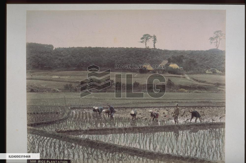 Rice planting
