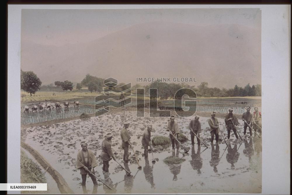 Stirring the paddy field