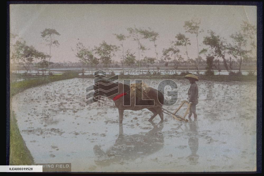 Stirring the paddy field
