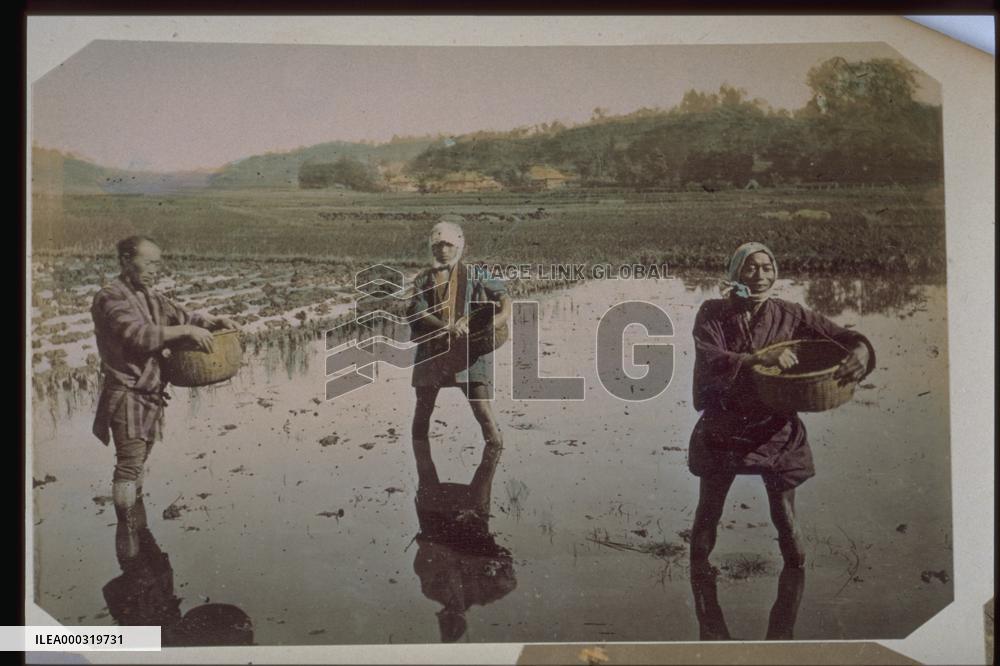 Seeding rice