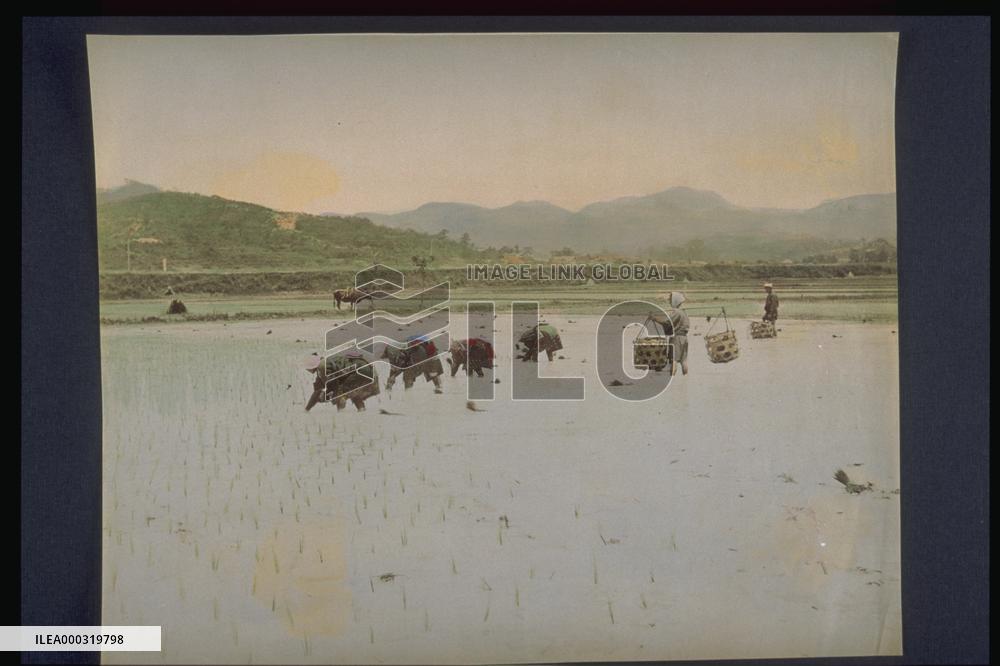 Rice planting