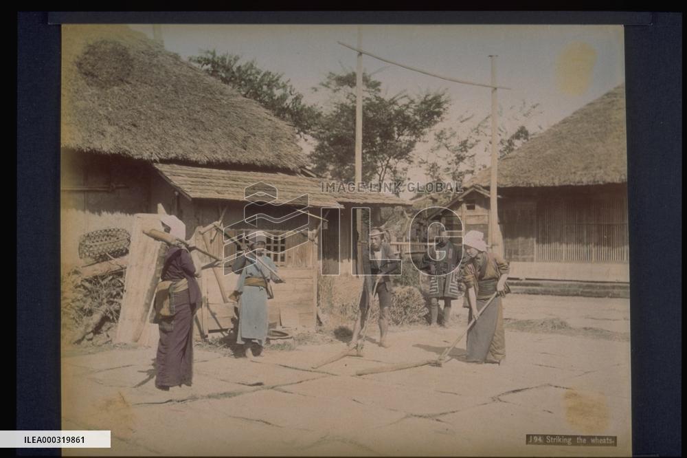 A scene of threshing