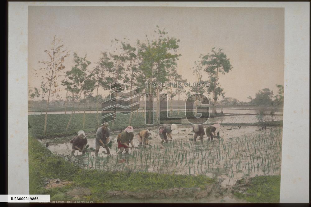 Rice planting