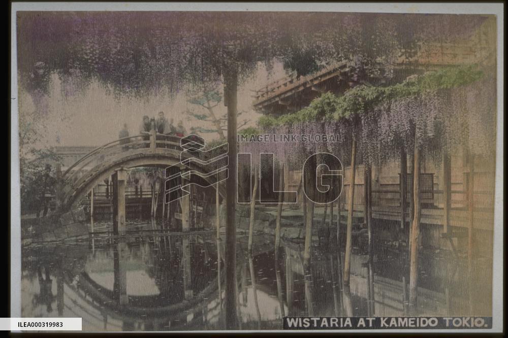 A wisteria trellis at Kameido Shrine