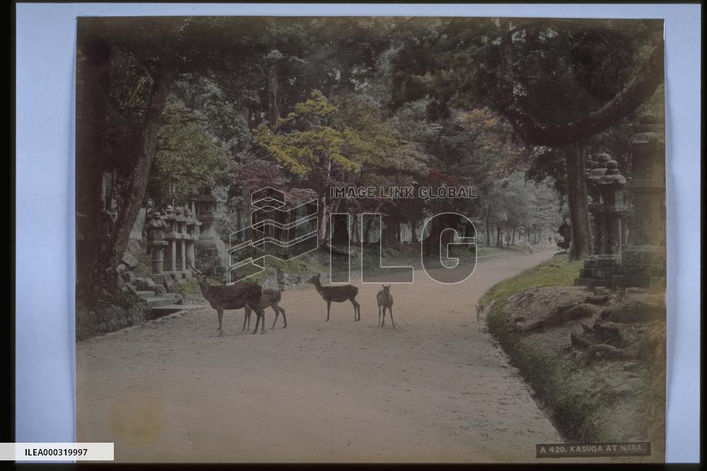 Deer on the approach to Kasuga Shrine