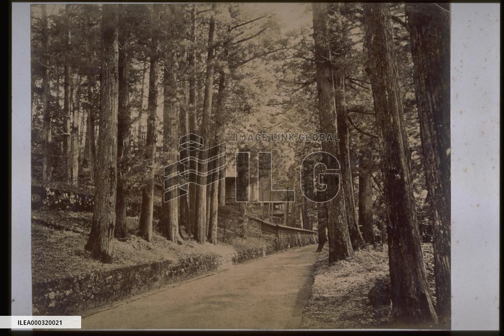 A row of Japanese cedar trees along the Nikko Road