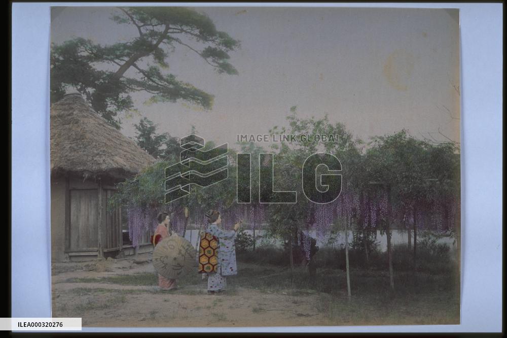A wisteria trellis and women