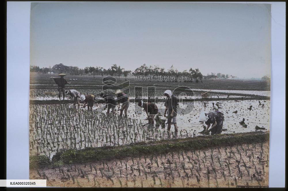 Rice planting